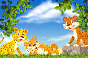 Cheetahs in nature scene