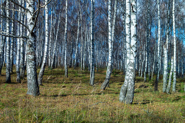 Natural background with birch by grove by autumn