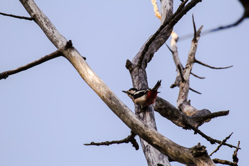 Spotted woodpecker on a tree