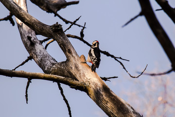 Spotted woodpecker on a tree