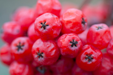Frozen red berries of rowan