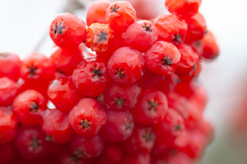 Frozen juicy rowan in autumn garden