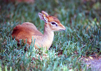young deer fawn resting in grass