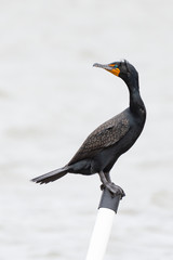 Fototapeta premium A perched Double-crested Cormorant in breeding plumage.