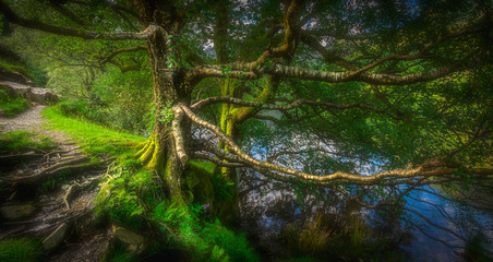 Tree on the lakeshore.