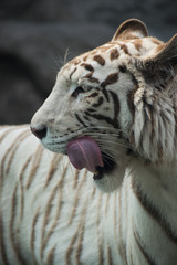 white tiger