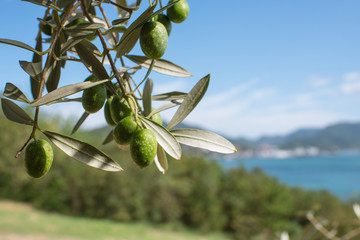 Olive tree against blue sea and sky, Shodoshima Island in Kagawa,...