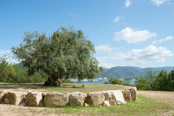 樹齢千年のオリーヴ大樹 小豆島　1000-year-old big olive tree in Shodoshima Island in Kagawa