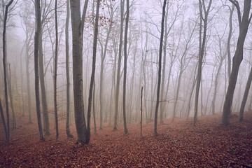 Obraz premium Foggy forest misty autumn woods