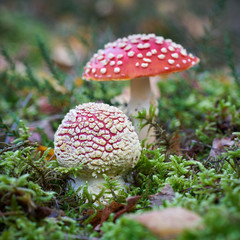 zwei Fliegenpilze (Amanita muscaria) im Herbst im Wald 
