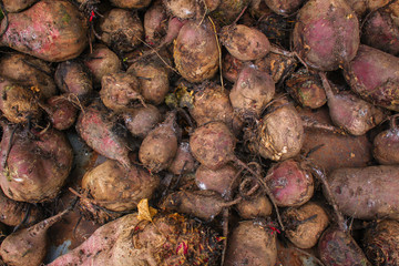beet harvest beetroot (many fruits of beets that just dug from the ground) concept. food...