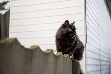 The cat sits on the fence and looks at the prey: a mouse, bird or rat