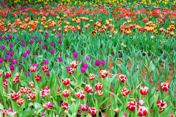 Colorful tulip flower botanic garden