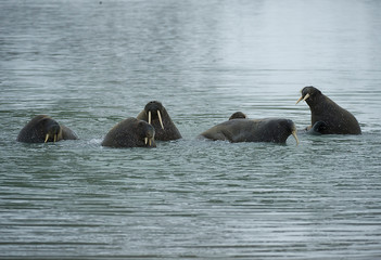 Walrus - Svalbard