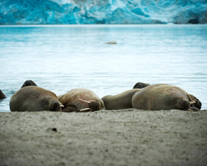 Fototapeta premium Walrus - Svalbard