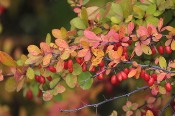 autumn leaves