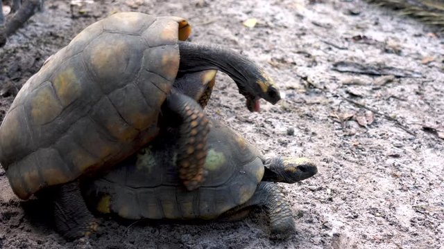 Close shot of two turtles mating in the amazone jungle in Peru near Brazilian border. Tropical rainforest wildlife action.