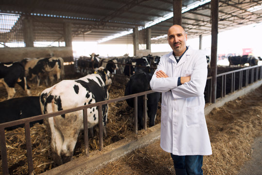 Veterinarian Animal Doctor Proudly Standing At Cattle Farm Observing Cows And Calves. Domestic Animals Health Concern.