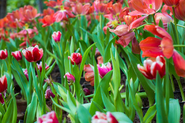 Colorful tulip flower botanic garden