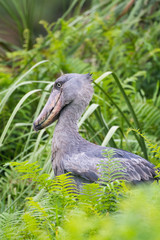 Prehistoric-looking Shoebill Stork in the Mabamba Swamps of Lake Victoria at Entebbe, Uganda, Africa.