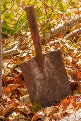 autumn leaves on wooden background