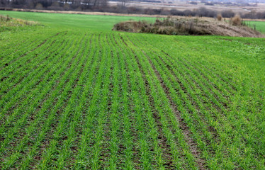 Fototapeta na wymiar farm field with young shoots of wheat
