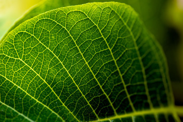 Green leaf sweden