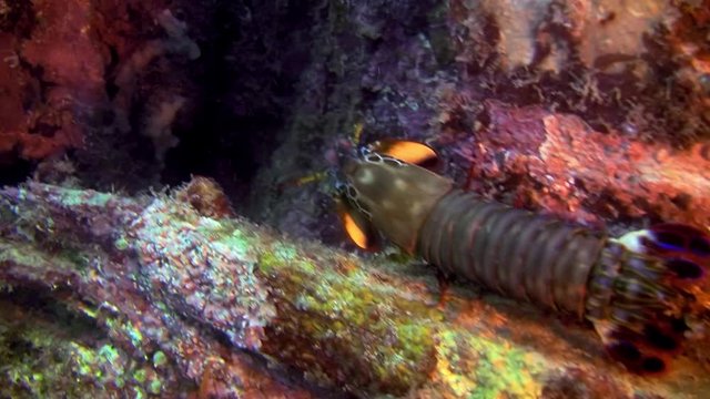 Peacock Mantis Shrimp, Odontodactylus Scyllarus, Philippines