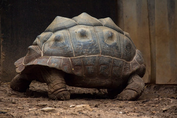 Obraz premium brown turtle in garden