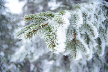 Winter and Christmas Background. Close-up Photo of Fir-tree Branch Covered with Frost and Snow.