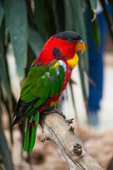 beautiful Black-capped lory parrot on tree branch, close view 