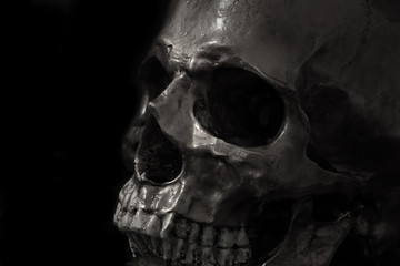 skull on black background.