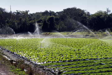 Irrigation system in action in vegetable planting