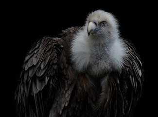 vulture portrait on black.