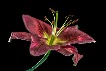 beautiful lily sweden