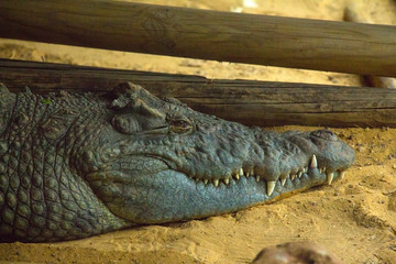 alive, alligator, animal, area, background, carnivore, crawler, crawling, croc, crocodile, crocodile teeth, danger, dangerous, environment, exotic, giant, head, hunter, jaws, lizard, lying, natural, n