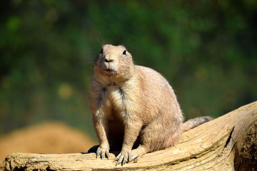 Black Tailed Prairie Dog Rodent Sitting on Wooden Log Looking