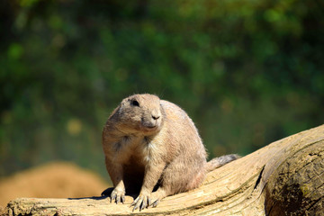 Black Tailed Prairie Dog Rodent Sitting on Wooden Log