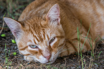 Naklejka na ściany i meble Red cat sleeping on the lawn
