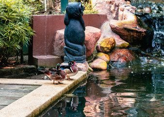 Pareja de Pato pequinés tomando el sol al lado de un estanque de agua en cautividad