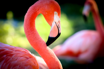 flamingo in zoo - obrazy, fototapety, plakaty