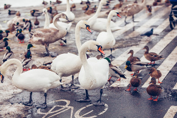 Swans and ducks in winter