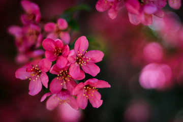 Obraz premium pink flowers on a background