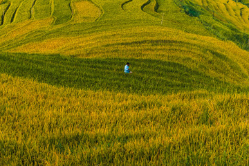 Valle de arrozales con día soleado y con hombre con camisa azul atravesándolo