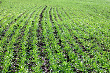 Fototapeta na wymiar farm field with young shoots of wheat