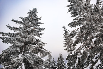 Obraz premium Bottom view massive chic snowy fir trees