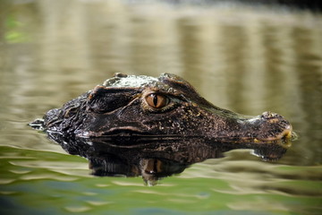 Cuviers Smooth-fronted Caiman Paleosuchus Palpebrosus in Water