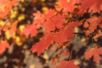 Naklejka na ściany i meble Fall Foliage Orange Red Leaves