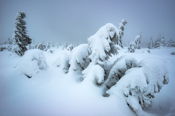 Wind blows on snowy young fir trees