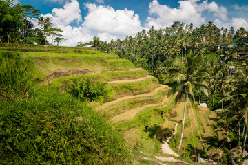 Fototapeta na wymiar Rice terrace on Bali